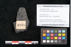 Foto (Objekt + Etikett) von Thinnfeldia gracilis Ettingshausen (NHMW-GEO-2024-0188-10318)